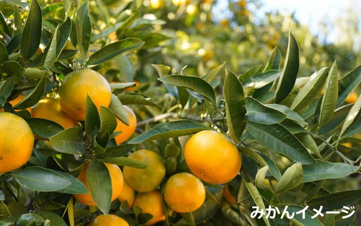 【まるく農園】曽保みかん5kg　ギフト用