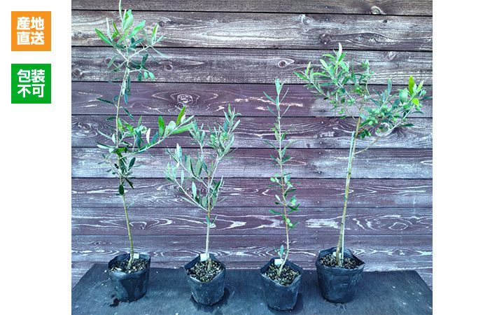 【はやし屋合同会社】オリーブ　苗木　全4種