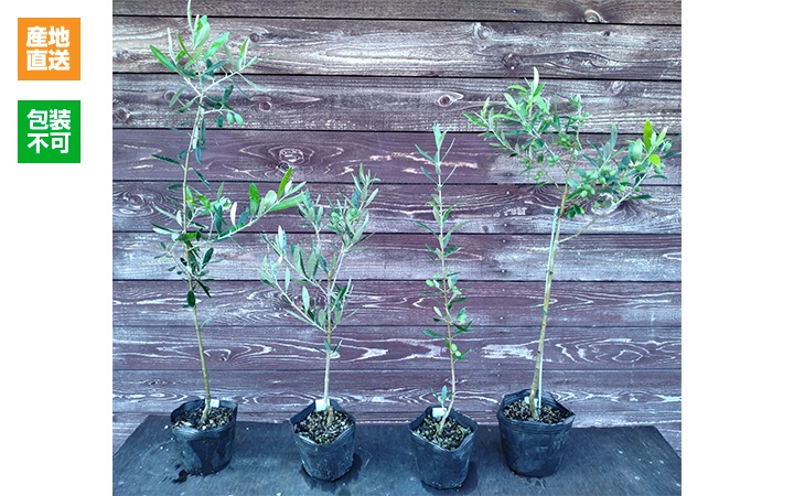 【はやし屋合同会社】オリーブ　苗木　全4種