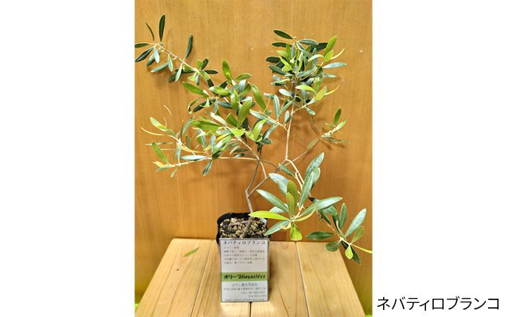 【はやし屋合同会社】オリーブ　苗木　全4種