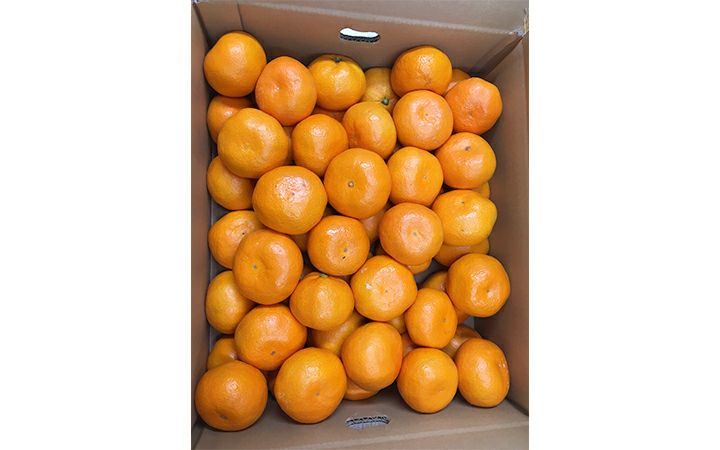 株)五色青果】温州みかん 約10kg | 栗林庵オンラインショップ